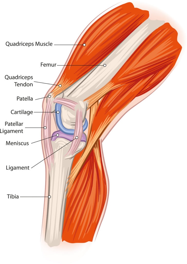 knee anatomy